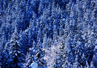 20110216_snow-img003