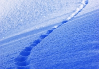 20110216_snow-img004