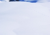 20110216_snow-img008