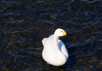 20110216_uonogawa-swan001
