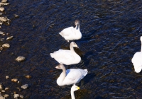 20110216_uonogawa-swan002