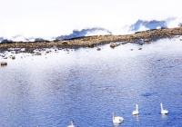 20110216_uonogawa-swan003