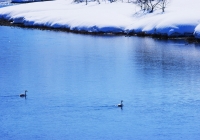20110216_uonogawa-swan004