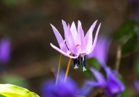 20110515_springfllower001