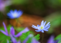20110515_springfllower002