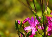 20110515_springfllower003