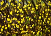 20110515_springfllower004