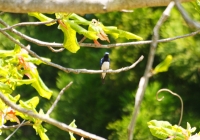 20110515_springfllower005