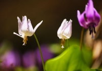 20110515_springfllower006
