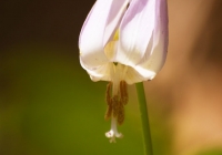 20110515_springfllower007