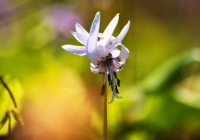 20110515_springfllower008