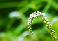 20110710_hujigongen01