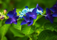 20110710_hujigongen05