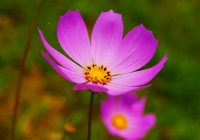 20120729_cosmos01