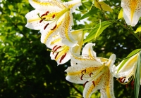 20120729_yamayuri02