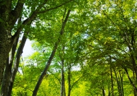2012_buna-shinryoku