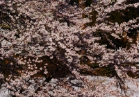 2012_sakura01
