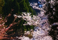 2012_sakura02