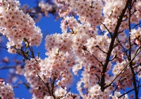 2012_sakura03