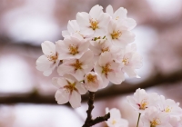 2012_sakura04