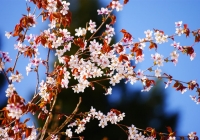 2012_yamazakura