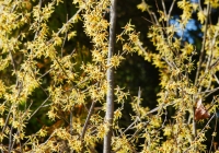 DSC00217