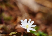 DSC00263